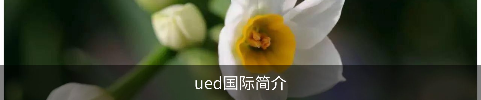 ued国际简介